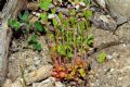 Centranthus calcitrapae